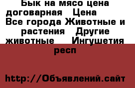Бык на мясо цена договарная › Цена ­ 300 - Все города Животные и растения » Другие животные   . Ингушетия респ.